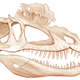 Reconstrucción actual del cráneo del Dilophosaurus.